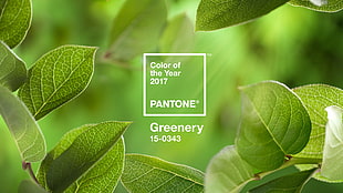 color of the year pantone greenery wallpaper, color codes, green, landscape, colorful HD wallpaper