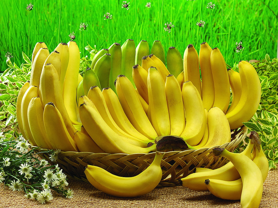 basket of yellow and green banana HD wallpaper