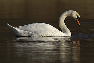 white swan on body of water