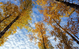 yellow leaves trees, fall, trees, nature, worm's eye view