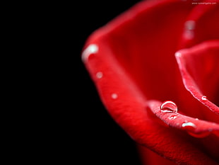 shallow focus of red rose HD wallpaper
