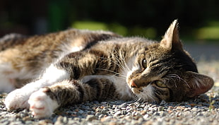 tricolor cat on feeble rock lot during daytime HD wallpaper
