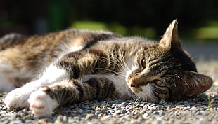tricolor cat on feeble rock lot during daytime