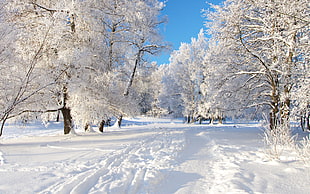 trees covered with snow HD wallpaper