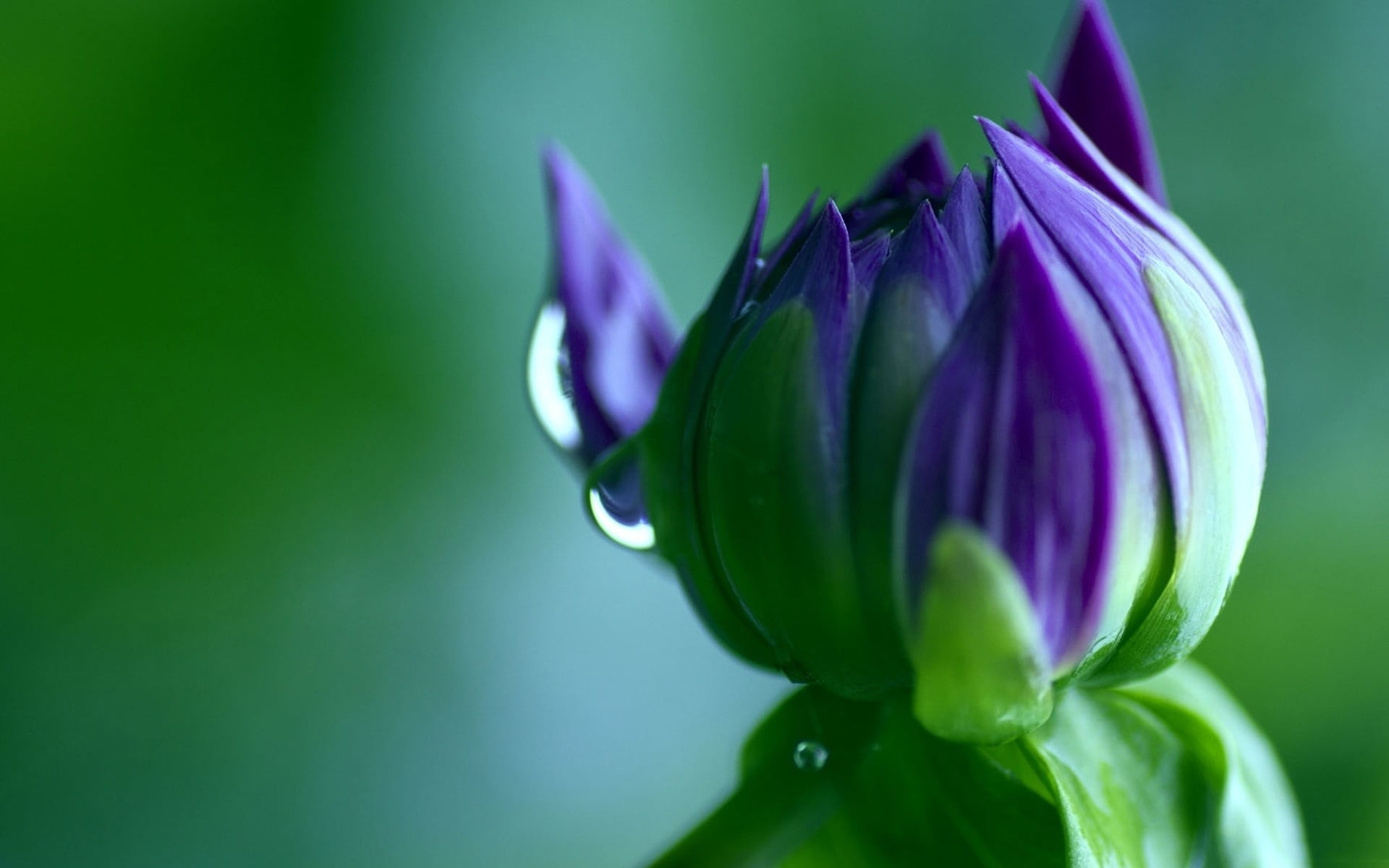 purple petaled flower bud close-up photo