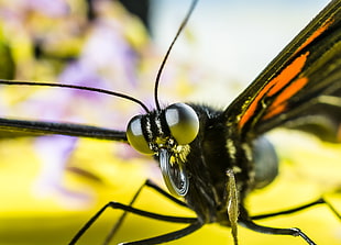 macro photography of black Butterfly HD wallpaper