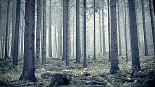 empty forest, forest, trees, nature HD wallpaper
