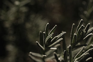 selective focus photo of green plant