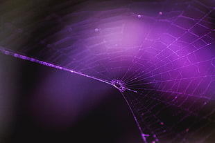 white spider web, Spiderweb, Purple, Weaving
