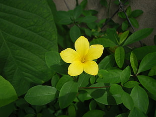 bloomed yellow petaled flower
