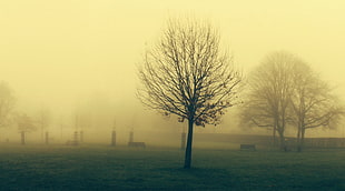 silhouette of leafless tree with fog during daytime HD wallpaper