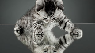 silver tabby kitten, cat, kittens, animals, nature HD wallpaper