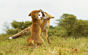 two cats fighting on grass