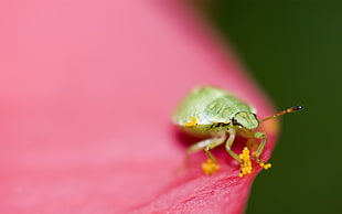 green stinkbug on pink surface HD wallpaper