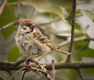 animal selective focus photography of brown bird on tree branch, tree sparrow