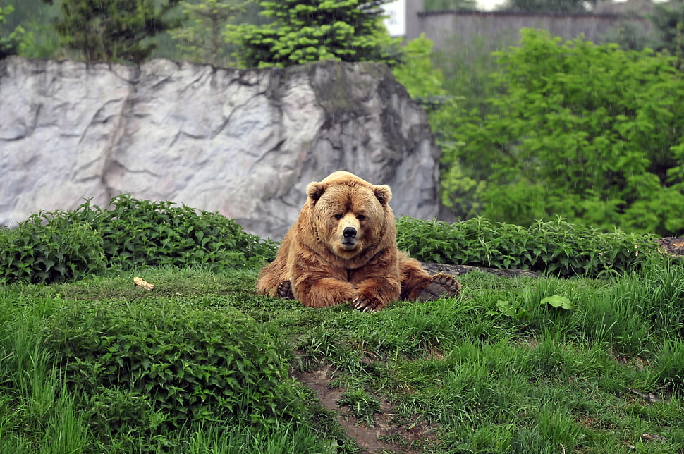brown bear sitting on grass HD wallpaper