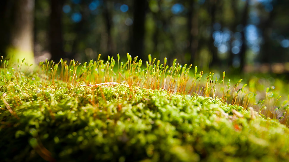 Grass,  Moss,  Surface HD wallpaper