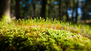 Grass,  Moss,  Surface HD wallpaper