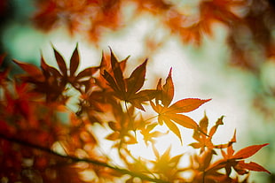 selective focus photography of leaves during daytime