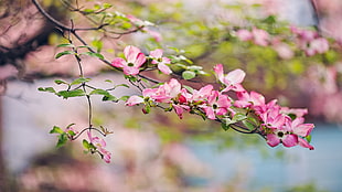 pink tree blossoms, blossom, flowers, pink flowers, depth of field