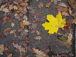 maple leaves, leaves