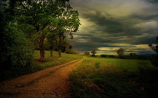 brown tree, nature, landscape, dirt road, clouds HD wallpaper