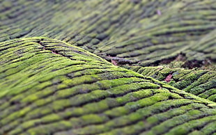 green moss, landscape HD wallpaper