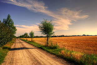 road in between trees near fields during daytime
