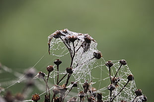 water mist on Spiderweb