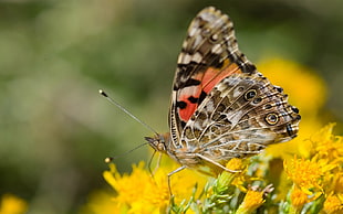 Painted Lady butterfly HD wallpaper