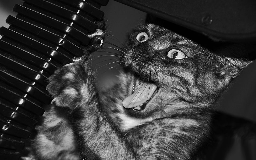 tabby cat, cat HD wallpaper