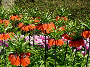 green and orange flower plant