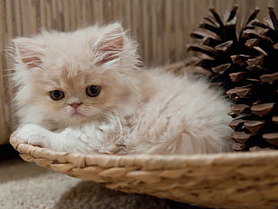white Persian kitten beside brown pine cone