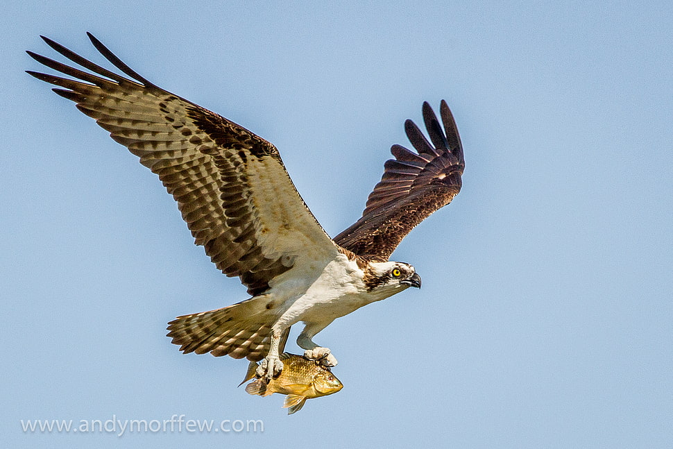brown and gray Eagle HD wallpaper