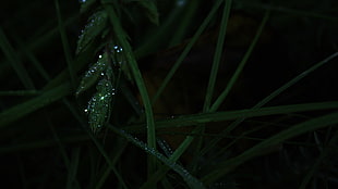 green leafed plant, nature, green, grass, water drops