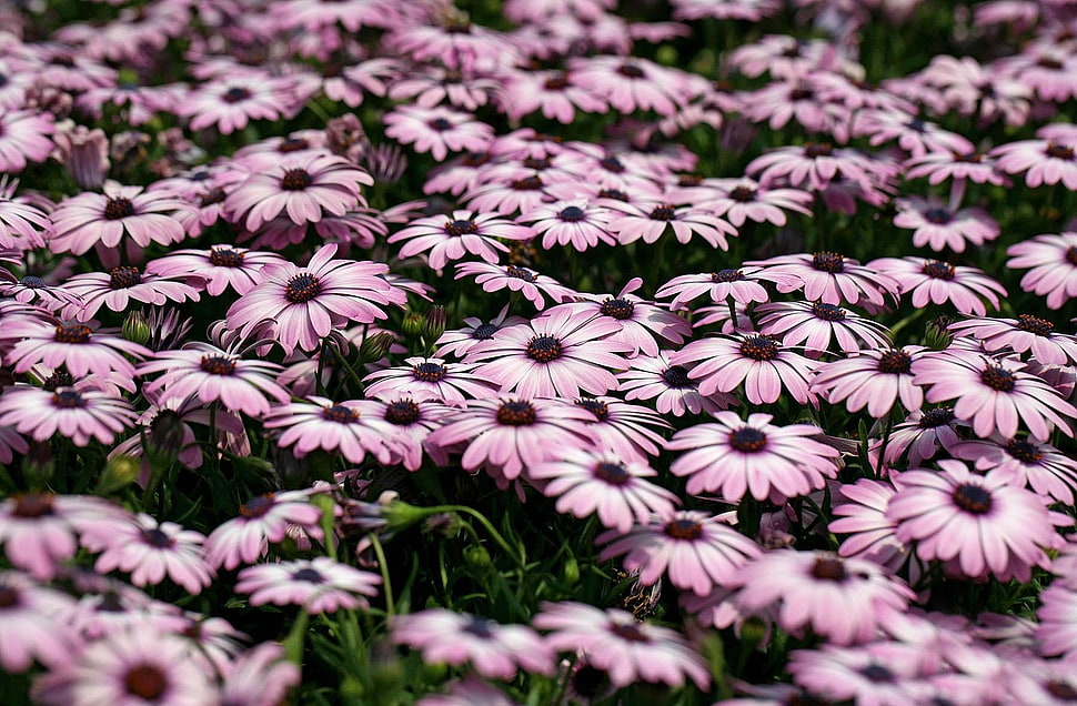 purple daisy blooming HD wallpaper