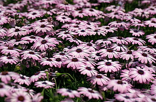purple daisy blooming HD wallpaper