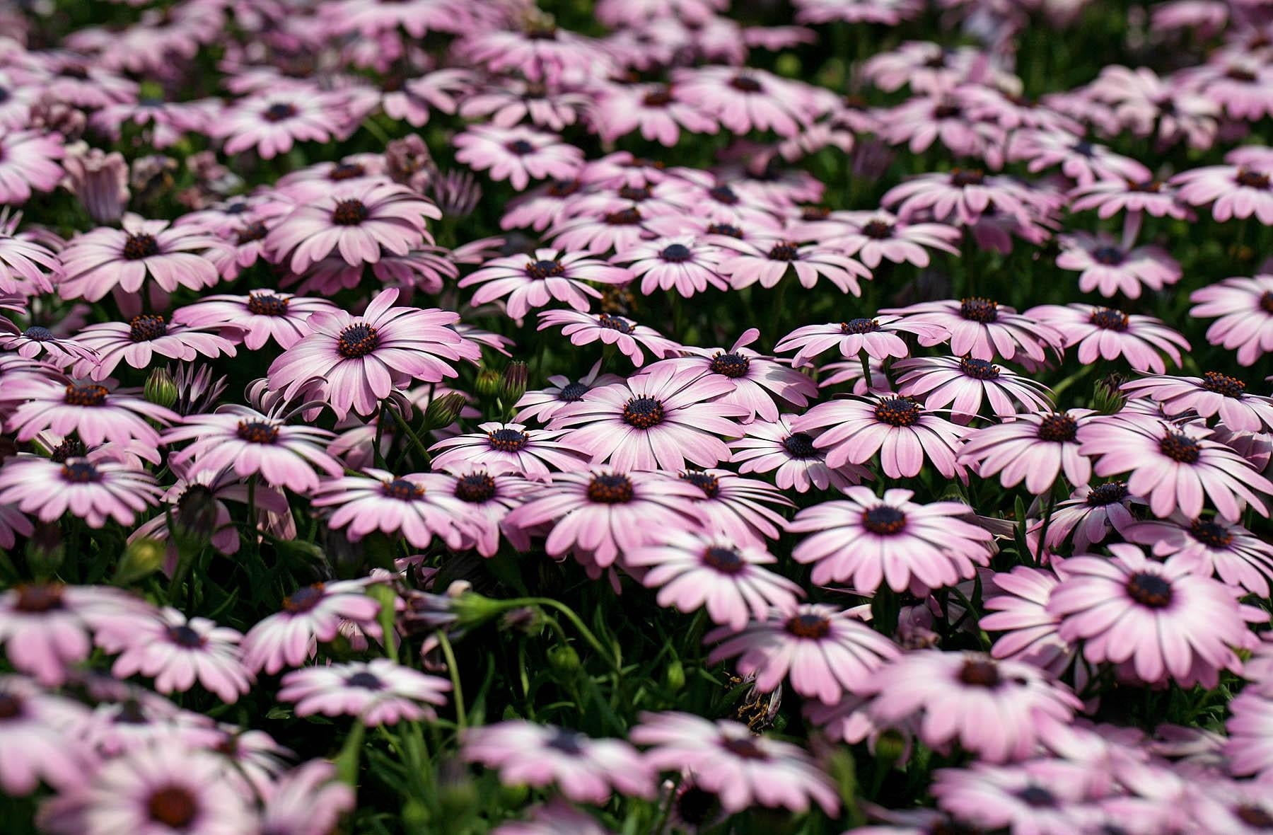 purple daisy blooming