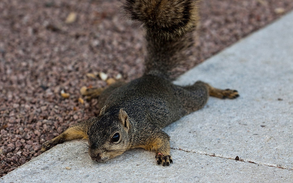 black and brown squirrel lying on gray pavement HD wallpaper