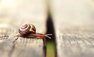 brown and black snail on brown wooden parquet floor