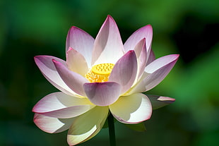closed up photo of white and pink Lotus flower, lotus blossom HD wallpaper