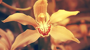 orange and yellow orchid, nature, flowers, macro