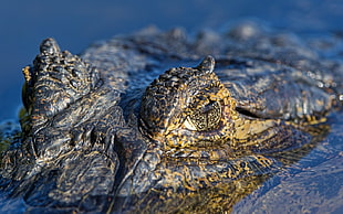 brown and grey crocodile on water HD wallpaper