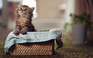 brown kitten on basket HD wallpaper