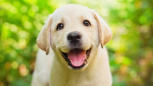 yellow Labrador retriever puppy, animals, dog, depth of field, nature