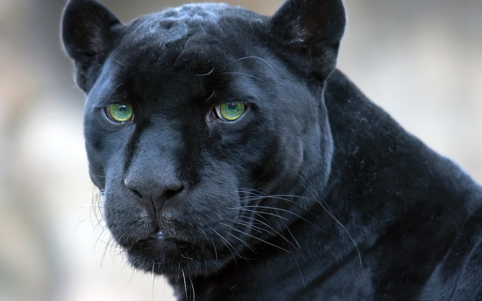 black panther HD wallpaper