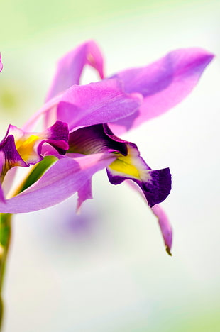 close up photo of purple flower HD wallpaper