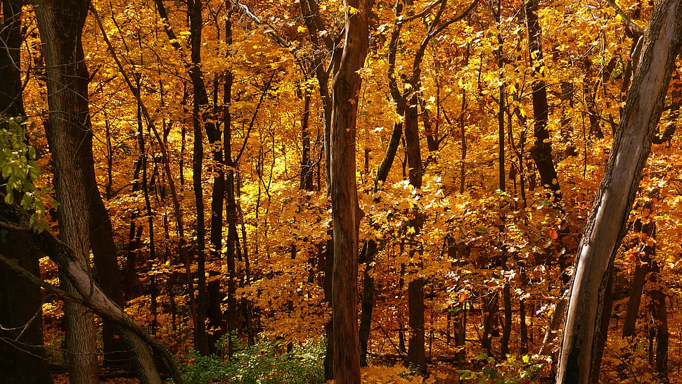 orange trees, forest HD wallpaper