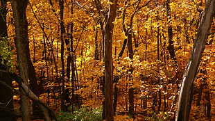 orange trees, forest