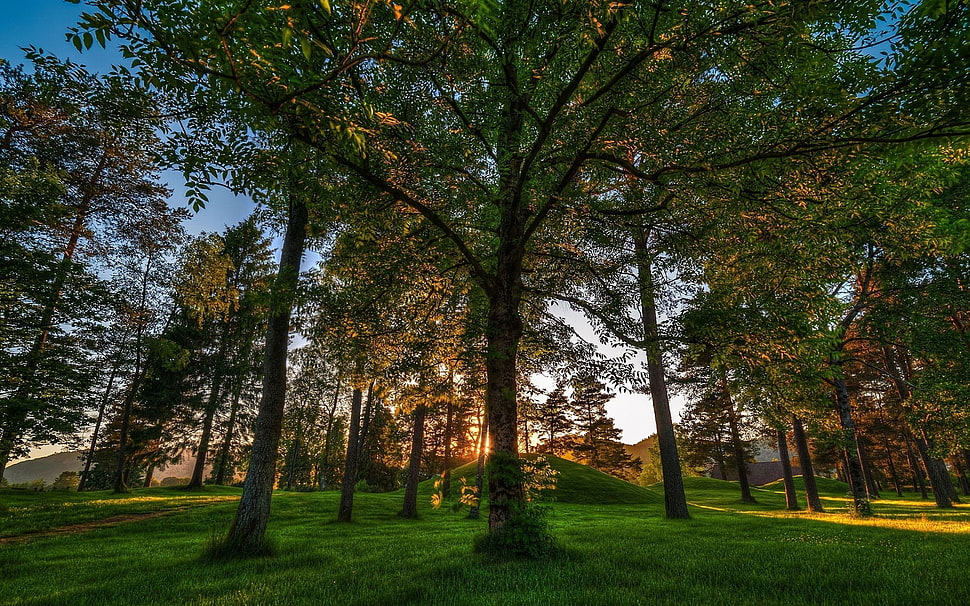 photography of trees during daytime HD wallpaper